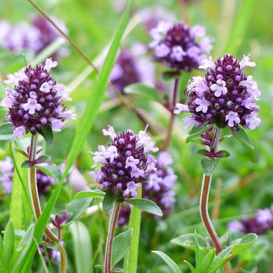 Thyme 'Creeping (wild)' - (Thymus serpyllum) seeds - amkha-seed.myshopify.com