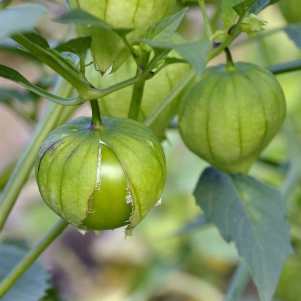Tomatillo Toma Verde - (Physalis Philadelphica) Seeds