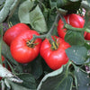 Tomato Abe Lincoln - (Solanum Lycopersicum) Seeds