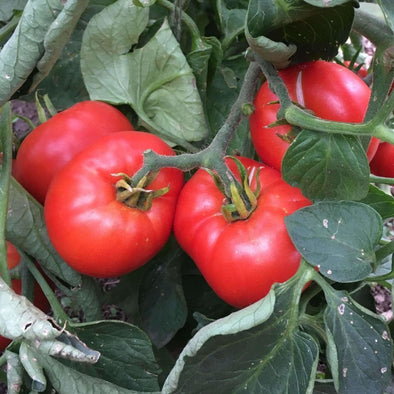 Tomato Abe Lincoln - (Solanum Lycopersicum) Seeds