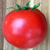 Tomato Abe Lincoln - (Solanum Lycopersicum) Seeds