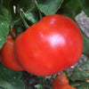 Tomato Abe Lincoln - (Solanum Lycopersicum) Seeds