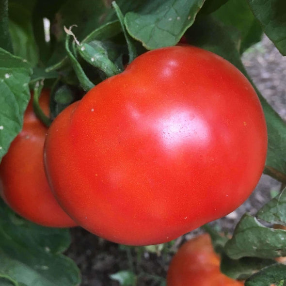 Tomato Abe Lincoln - (Solanum Lycopersicum) Seeds