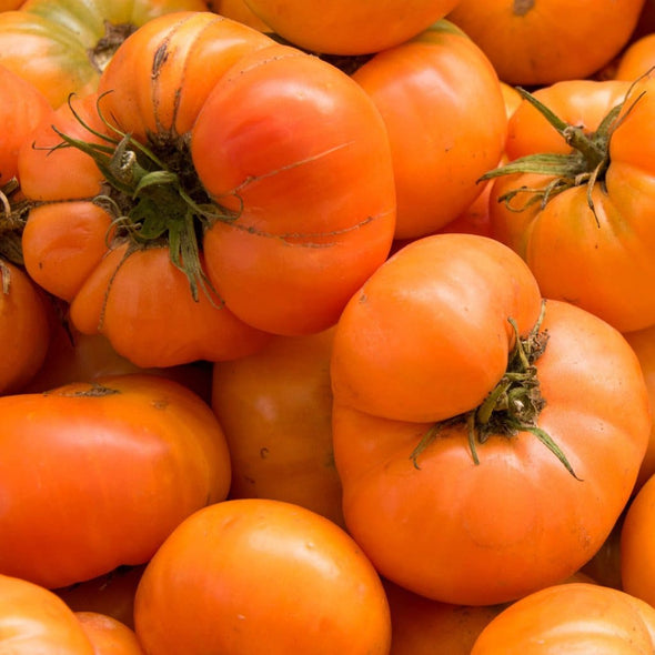 Tomato Amana Orange - (Solanum Lycopersicum) Seeds