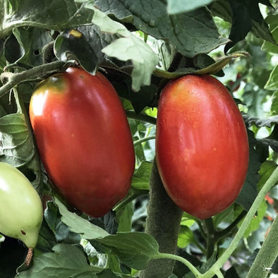Tomato Amish Paste - (Solanum Lycopersicum) Seeds