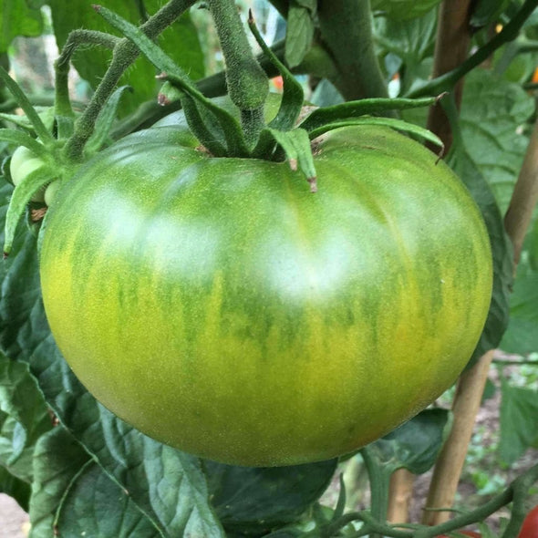 Tomato Aunt Ruby German Green - (Solanum Lycopersicum) Seeds
