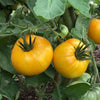 Tomato Azoychka - (Solanum Lycopersicum) Seeds