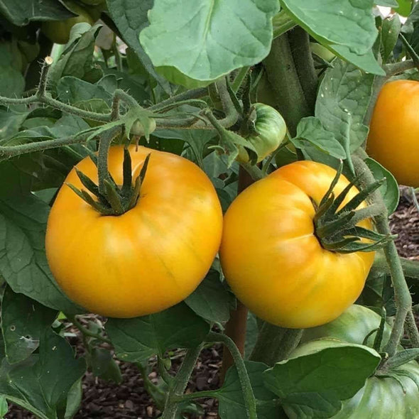 Tomato Azoychka - (Solanum Lycopersicum) Seeds