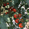 Tomato Be My Baby - (Solanum Lycopersicum) - Ossi Seeds