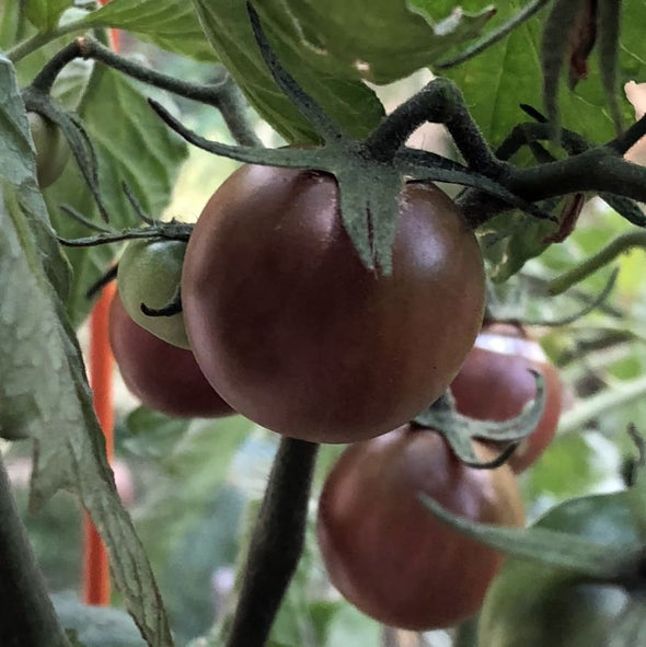 Tomato Black Cherry - (Solanum Lycopersicum) Seeds