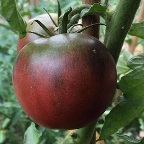 Tomato Black From Tula - (Solanum Lycopersicum) Seeds