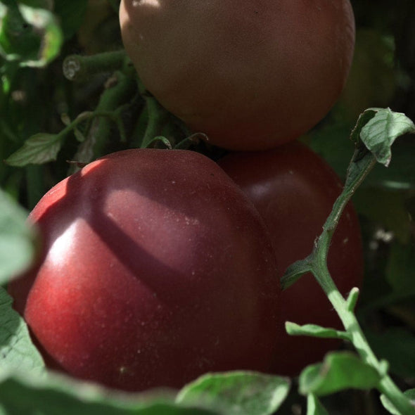 Tomato Black Prince - (Solanum Lycopersicum) Seeds