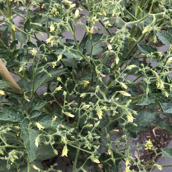 Tomato Blondkopfchen - (Solanum Lycopersicum) Seeds