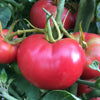 Tomato Bradley - (Solanum Lycopersicum) Seeds