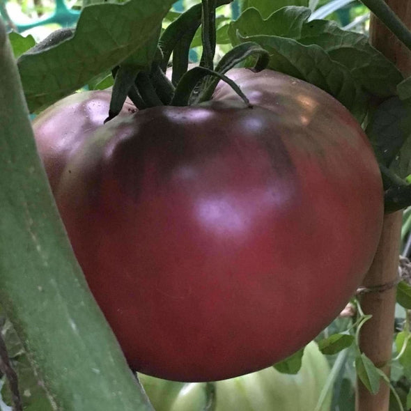 Tomato Cherokee Purple - (Solanum Lycopersicum) Seeds
