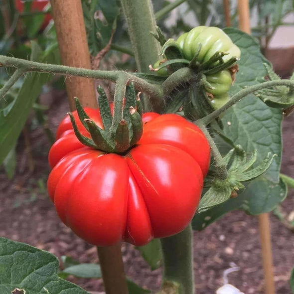 Tomato Costoluto Genovese - (Solanum Lycopersicum) Seeds