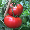 Tomato Delicious - (Solanum Lycopersicum) Seeds