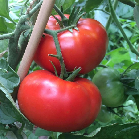 Tomato Delicious - (Solanum Lycopersicum) Seeds