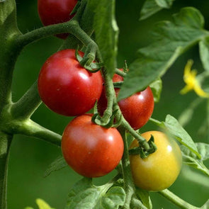 Tomato Early Cascade - (Solanum Lycopersicum) Seeds