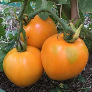 Tomato Golden Jubulee - (Solanum Lycopersicum) Seeds