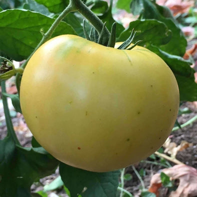 Tomato Great White Beefsteak - (Solanum Lycopersicum) Seeds