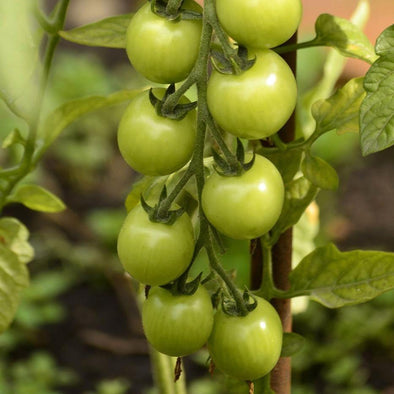 Tomato 'Green Grape' - (Solanum lycopersicum) seeds - amkha-seed.myshopify.com
