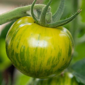 Tomato Green Zebra - (Solanum Lycopersicum) Seeds