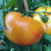 Tomato Hillbilly - (Solanum Lycopersicum) Seeds