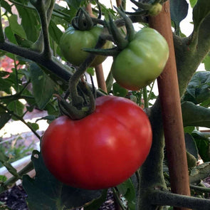 Tomato Homestead - (Solanum Lycopersicum) Seeds