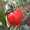 Tomato Homestead - (Solanum Lycopersicum) Seeds