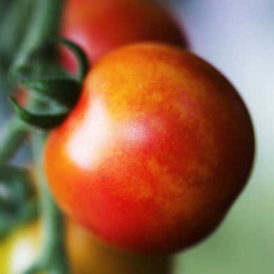 Tomato Isis Candy - (Solanum Lycopersicum) Seeds
