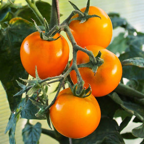 Tomato Jaune Flamme - (Solanum Lycopersicum) Seeds