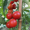 Tomato Large Red Cherry - (Solanum Lycopersicum) Seeds