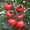 Tomato Large Red Cherry - (Solanum Lycopersicum) Seeds