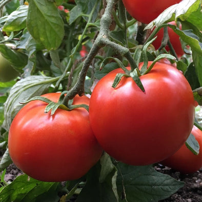 Tomato Manitoba - (Solanum Lycopersicum) Seeds