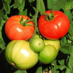 Tomato Marglobe Supreme - (Solanum Lycopersicum) Seeds