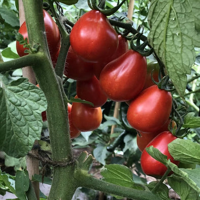 Tomato Napoli - (Solanum Lycopersicum) Seeds