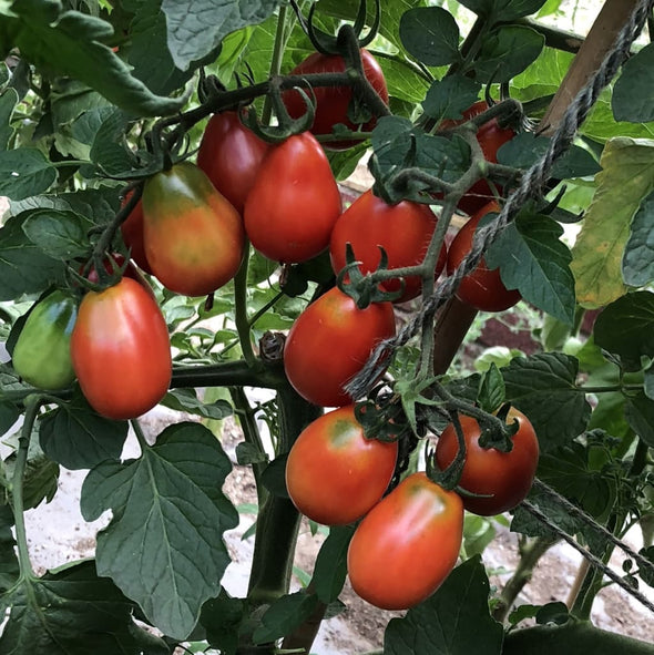 Tomato Napoli - (Solanum Lycopersicum) Seeds