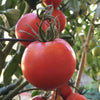 Tomato New Yorker - (Solanum Lycopersicum) Seeds