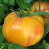 Tomato Old German - (Solanum Lycopersicum) Seeds