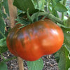 Tomato Paul Robeson - (Solanum Lycopersicum) Seeds