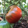 Tomato Paul Robeson - (Solanum Lycopersicum) Seeds