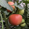 Tomato Peach Blow Sutton - (Solanum Lycopersicum) Seeds