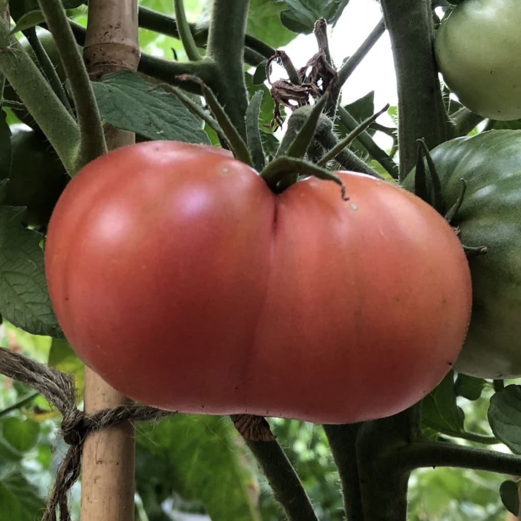 Tomato 'Pink Brandywine' - (Solanum lycopersicum)