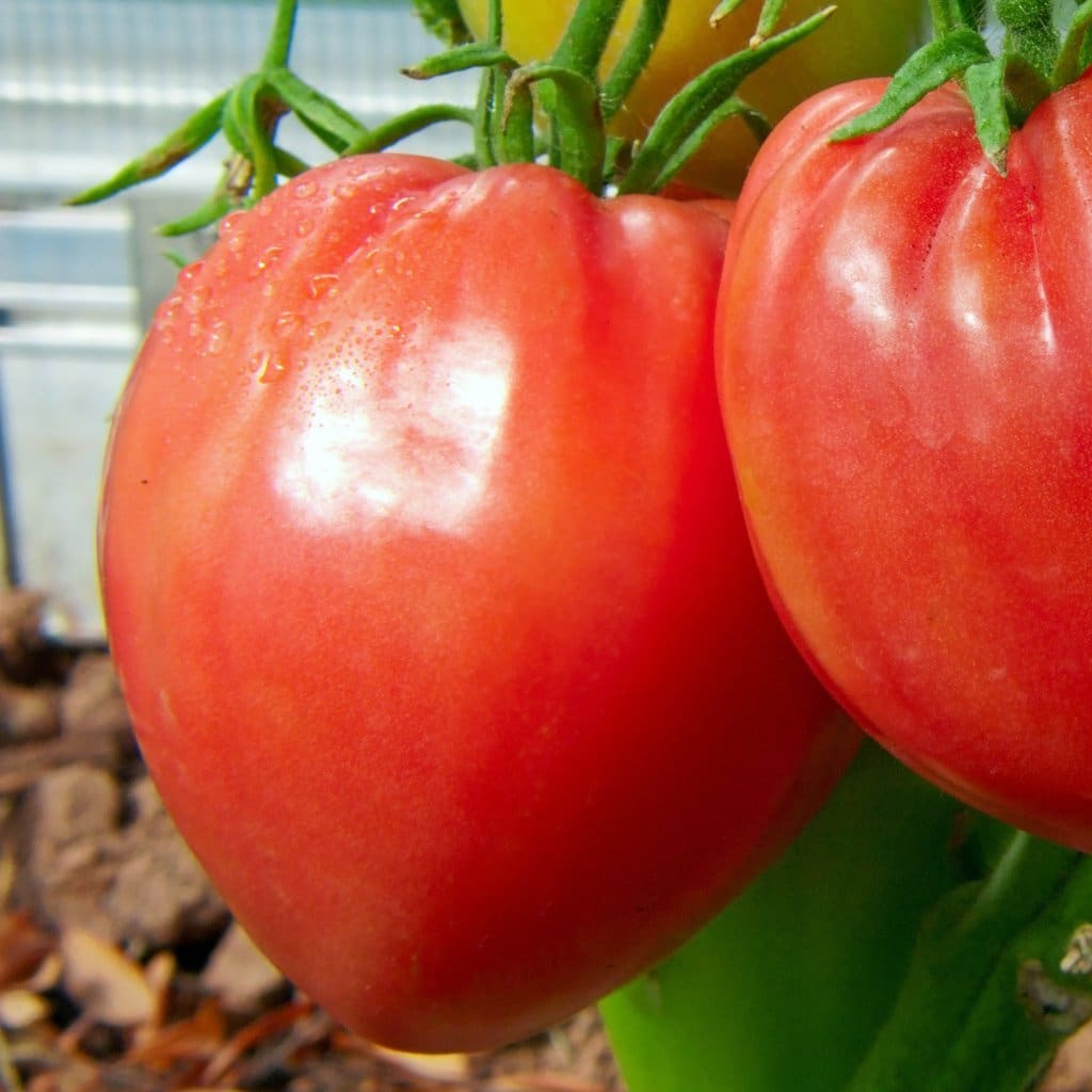 Seeds for Pink Oxheart Tomato | Solanum lycopersicum | Amkha