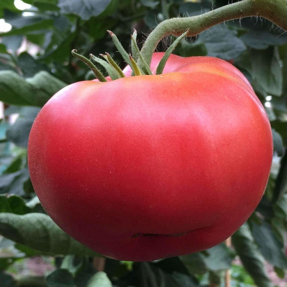 Tomato Ponderosa Pink - (Solanum Lycopersicum) Seeds