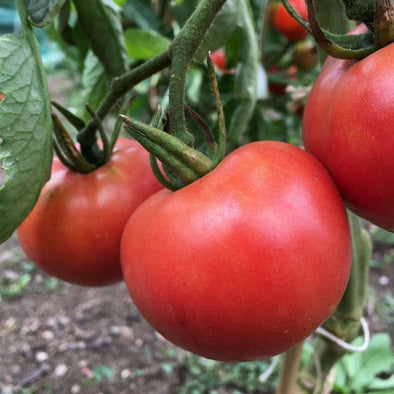 Tomato Porter - (Solanum Lycopersicum) Seeds