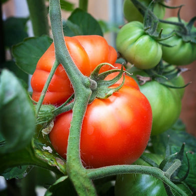 Tomato Red Beefsteak - (Solanum Lycopersicum) Seeds