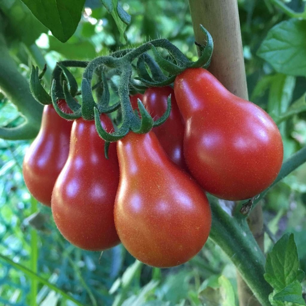 for Red Pear Tomato | Solanum lycopersicum | Amkha Seed