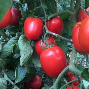 Tomato Rio Grande - (Solanum Lycopersicum) Seeds